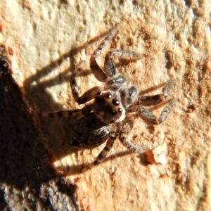 Servaea sp. (genus) at Aranda Bushland - 17 Mar 2018 09:03 AM