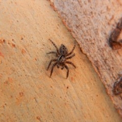 Servaea sp. (genus) at Aranda Bushland - 17 Mar 2018 09:03 AM