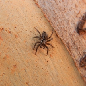 Servaea sp. (genus) at Aranda Bushland - 17 Mar 2018 09:03 AM