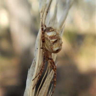 Plebs eburnus (Eastern bush orb-weaver) at Aranda Bushland - 16 Mar 2018 by CathB