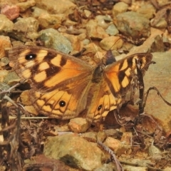 Geitoneura klugii (Marbled Xenica) at Gibraltar Pines - 23 Mar 2018 by JohnBundock