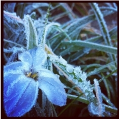 Ipheion uniflorum (Spring Star-flower) at Wanniassa, ACT - 31 Aug 2012 by bluevikstar