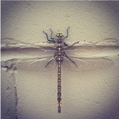 Anax papuensis (Australian Emperor) at Wanniassa, ACT - 1 Jan 2014 by bluevikstar