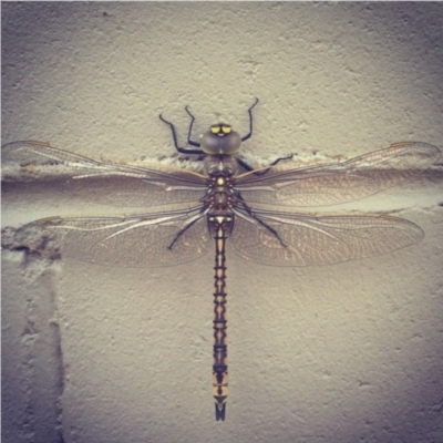Anax papuensis (Australian Emperor) at Wanniassa, ACT - 1 Jan 2014 by bluevikstar