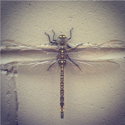 Anax papuensis (Australian Emperor) at Wanniassa, ACT - 31 Dec 2013 by bluevikstar