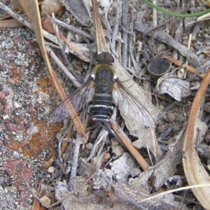 Villa sp. (genus) at Kambah, ACT - 21 Mar 2018