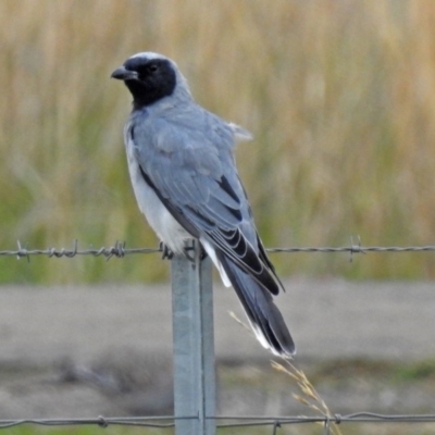 Coracina novaehollandiae (Black-faced Cuckooshrike) at Fyshwick, ACT - 23 Mar 2018 by RodDeb