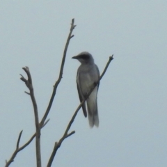 Coracina novaehollandiae (Black-faced Cuckooshrike) at Fyshwick, ACT - 23 Mar 2018 by RodDeb