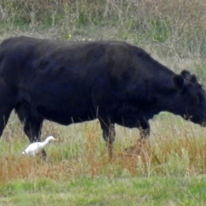 Bubulcus coromandus at Fyshwick, ACT - 23 Mar 2018