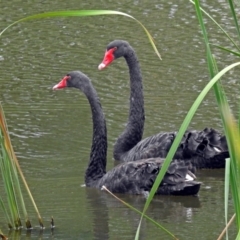 Cygnus atratus (Black Swan) at Fyshwick, ACT - 23 Mar 2018 by RodDeb