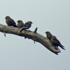 Artamus cyanopterus cyanopterus (Dusky Woodswallow) at Fyshwick, ACT - 23 Mar 2018 by RodDeb