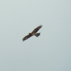 Hieraaetus morphnoides (Little Eagle) by RodDeb