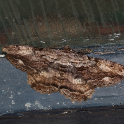 Scioglyptis lyciaria (White-patch Bark Moth) at Higgins, ACT - 29 Mar 2018 by Alison Milton