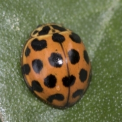 Harmonia conformis (Common Spotted Ladybird) at Higgins, ACT - 22 Mar 2018 by Alison Milton