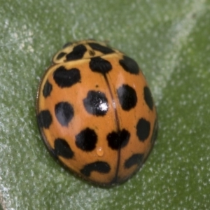 Harmonia conformis at Higgins, ACT - 22 Mar 2018 12:42 PM