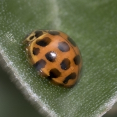 Harmonia conformis at Higgins, ACT - 22 Mar 2018 12:42 PM