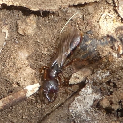 Amblyopone sp. (genus) (Slow ant) at Namadgi National Park - 17 Mar 2018 by HarveyPerkins