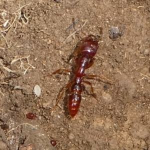 Amblyopone sp. (genus) at Cotter River, ACT - 17 Mar 2018 01:06 PM