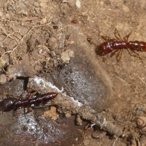 Amblyopone sp. (genus) at Cotter River, ACT - 17 Mar 2018