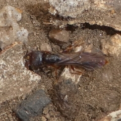 Amblyopone sp. (genus) at Cotter River, ACT - 17 Mar 2018 01:06 PM