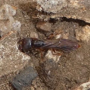 Amblyopone sp. (genus) at Cotter River, ACT - 17 Mar 2018