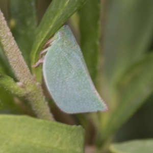 Siphanta sp. (genus) at Higgins, ACT - 22 Mar 2018