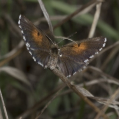 Lucia limbaria (Chequered Copper) at Hawker, ACT - 22 Mar 2018 by AlisonMilton