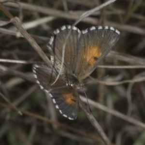 Lucia limbaria at Hawker, ACT - 22 Mar 2018 01:49 PM