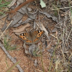 Junonia villida (Meadow Argus) at The Pinnacle - 22 Mar 2018 by Alison Milton