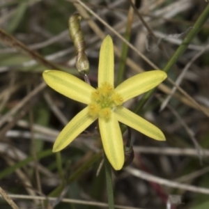 Tricoryne elatior at The Pinnacle - 22 Mar 2018 02:09 PM