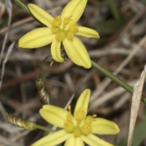 Tricoryne elatior at The Pinnacle - 22 Mar 2018 02:09 PM