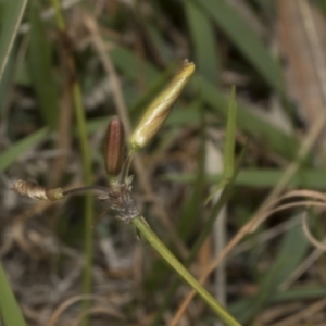 Tricoryne elatior at The Pinnacle - 22 Mar 2018 02:09 PM