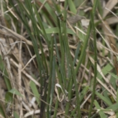 Tricoryne elatior at The Pinnacle - 22 Mar 2018 02:09 PM