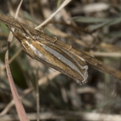 Hednota bivittella (A Crambid moth (Crambinae) at The Pinnacle - 22 Mar 2018 by AlisonMilton