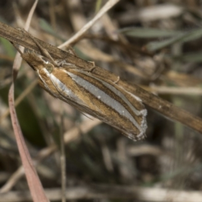 Hednota bivittella (A Crambid moth (Crambinae) at The Pinnacle - 22 Mar 2018 by AlisonMilton