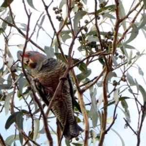 Callocephalon fimbriatum at Hughes, ACT - 23 Mar 2018