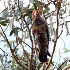 Callocephalon fimbriatum at Hughes, ACT - 23 Mar 2018