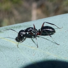 Camponotus sp. (genus) (A sugar ant) at Cotter River, ACT - 17 Mar 2018 by HarveyPerkins