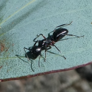 Camponotus sp. (genus) at Cotter River, ACT - 17 Mar 2018 01:23 PM