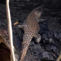 Egernia cunninghami (Cunningham's Skink) at Deakin, ACT - 23 Mar 2018 by JackyF