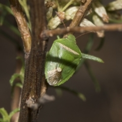 Ocirrhoe unimaculata (Green Stink Bug) at The Pinnacle - 22 Mar 2018 by AlisonMilton