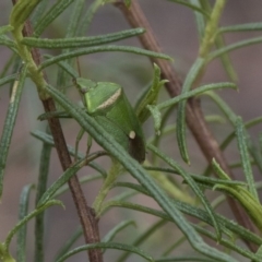 Ocirrhoe unimaculata at The Pinnacle - 22 Mar 2018