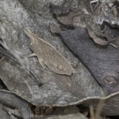 Goniaea sp. (genus) (A gumleaf grasshopper) at The Pinnacle - 22 Mar 2018 by Alison Milton