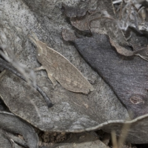 Goniaea sp. (genus) at Dunlop, ACT - 22 Mar 2018