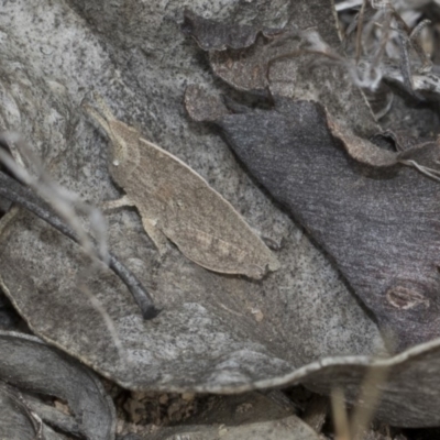 Goniaea sp. (genus) (A gumleaf grasshopper) at The Pinnacle - 22 Mar 2018 by Alison Milton