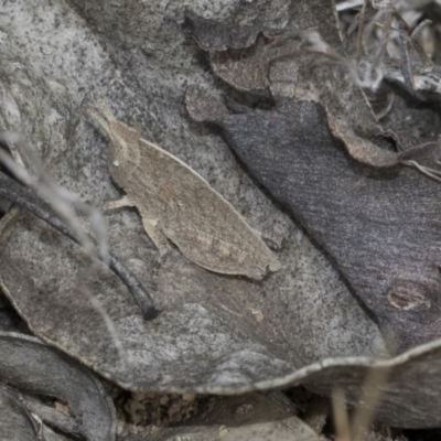 Goniaea sp. (genus) (A gumleaf grasshopper) at Dunlop, ACT - 22 Mar 2018 by Alison Milton