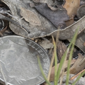 Goniaea sp. (genus) at Dunlop, ACT - 22 Mar 2018