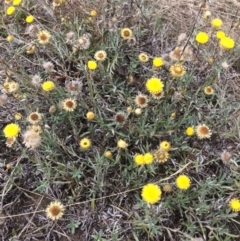 Coronidium gunnianum (Gunn's Everlasting) at Rendezvous Creek, ACT - 16 Mar 2018 by alexwatt