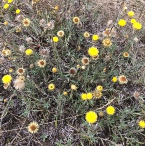 Coronidium gunnianum at Rendezvous Creek, ACT - 16 Mar 2018