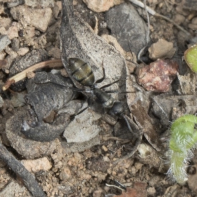 Camponotus aeneopilosus (A Golden-tailed sugar ant) at Dunlop, ACT - 22 Mar 2018 by AlisonMilton